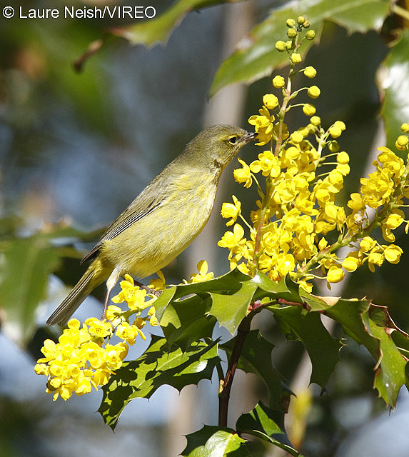 Orange-crowned Warbler n10-25-012.jpg